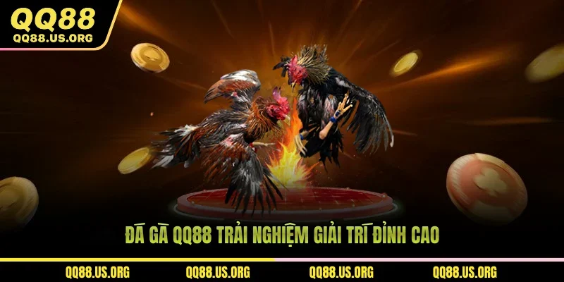 Đá gà QQ88 trải nghiệm giải trí đỉnh cao